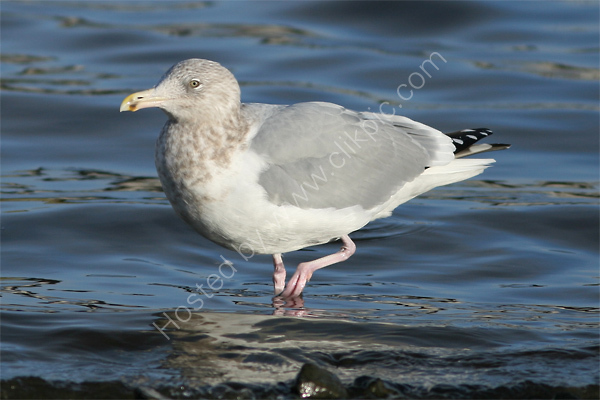 American Herring Gull
