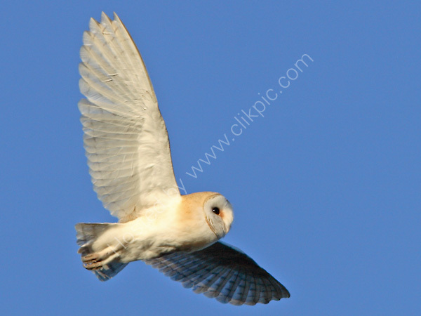 Barn Owl
