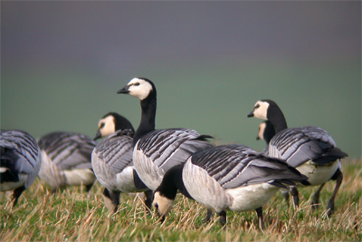 Barnacle Geese