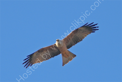 Black Kite