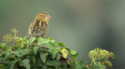 Bobolink