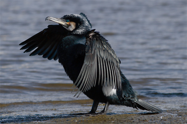 Cormorant