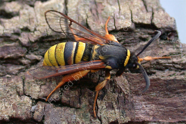 Lunar Hornet Moth (Clearwing)