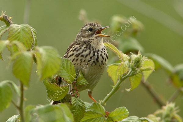 Meadow Pipit