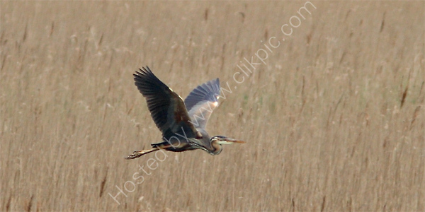 Purple Heron