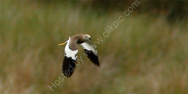 White-tailed Lapwing
