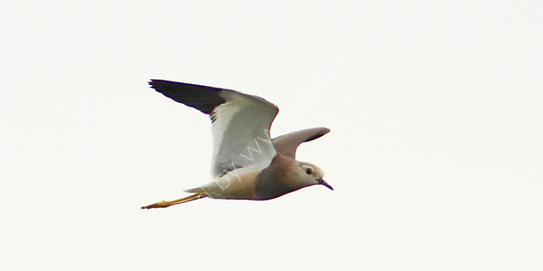 White-tailed Lapwing