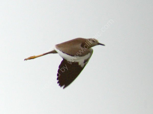 White-tailed Lapwing
