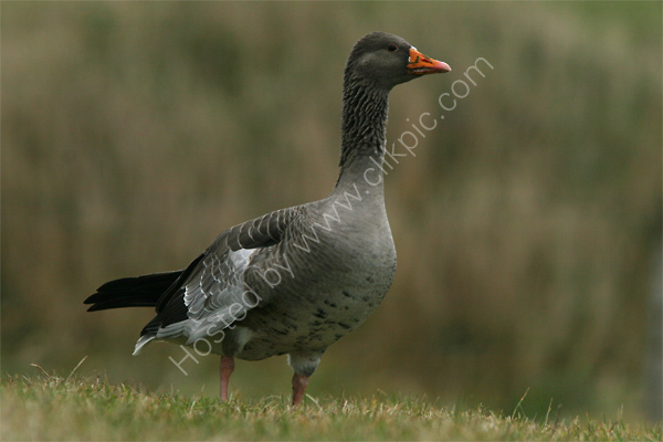 Greylag Goose