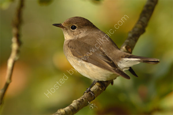 Red-breasted Flycatcher