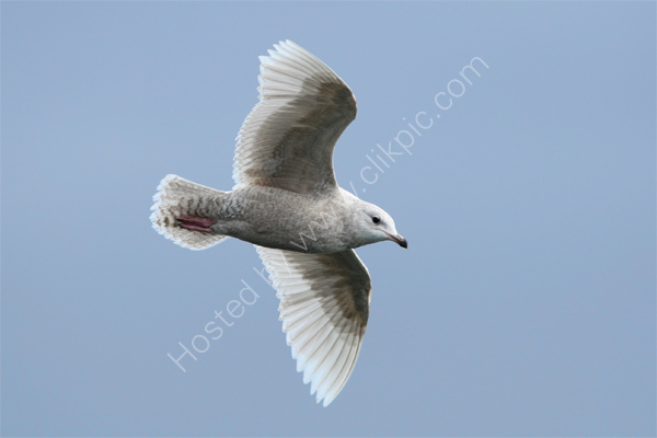 Iceland Gull