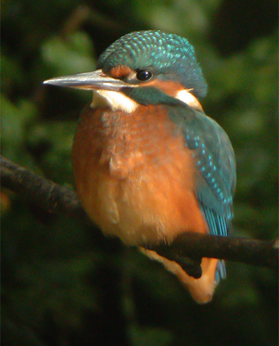 Kingfisher