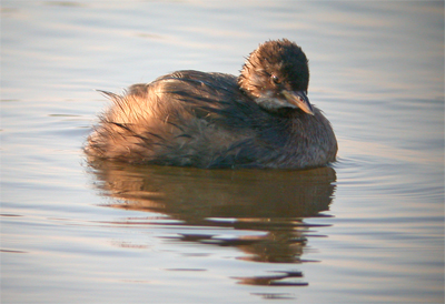 Little Grebe