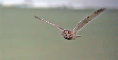 Long-eared Owl
