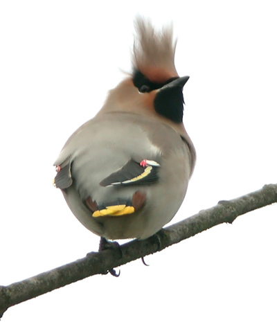 Waxwing