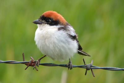 Woodchat Shrike