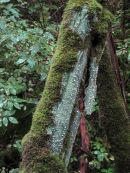 Moss and lichen
