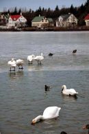 Whooper swans
