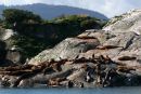 Sea lions
