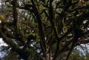 Rainforest moss