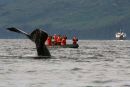 Humpback whale