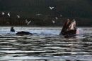 Bubble-netting humpbacked whales