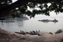 Brahmaputra River
