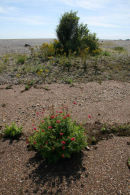 Orford Ness, Suffolk