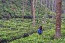 Tea pickers