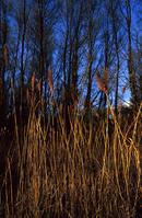 Norfolk reed