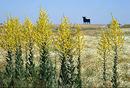 Meseta