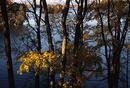 Autumn leaves
