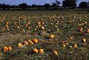 Pumpkin patch