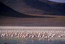 Laguna Colorada