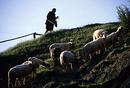 Shepherdess