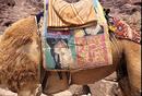 Camel saddle