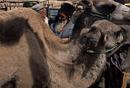 Camels