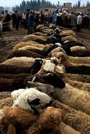 Sheep