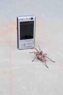 Tarantula
