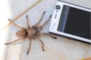 Tarantula