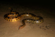 GREEN ANACONDA
