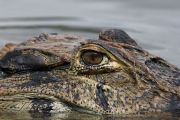 Black caiman