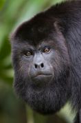 Black Howler