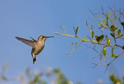 Bee hummingbird