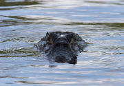 Black Caiman