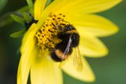 Bumblebee