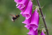 Bumblebee