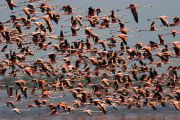 Caribbean flamingos