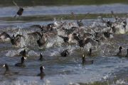 Coot flock 