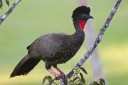Crested Guan